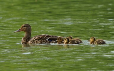 mallard ducks, including a parent and ducklings, swimming through a creek stream in Geist Park