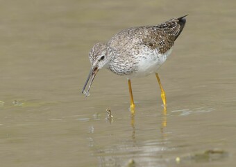 Lesser Yellowlegs Foraging for Worms.