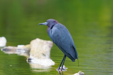 Little Blue Heron by Pond