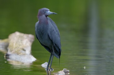 Little Blue Heron by Pond