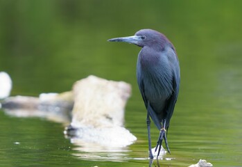 Little Blue Heron by Pond