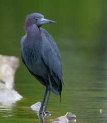 Little Blue Heron by Pond
