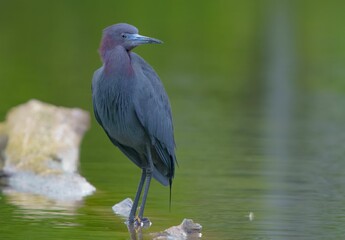 Little Blue Heron by Pond