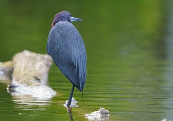 Little Blue Heron by Pond
