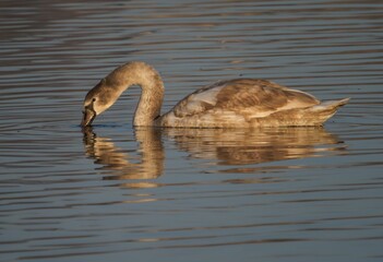 Cygnet Swan Gracefully Swimming in Lake