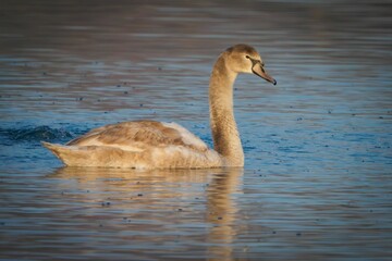 Fototapeta premium Cygnet Swan Gracefully Swimming in Lake
