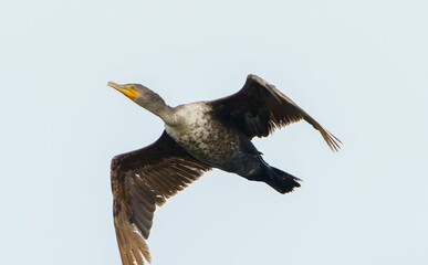 Double Crested Cormorant Active in the Morning Light.