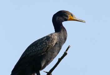 Double Crested Cormorant Active in the Morning Light.