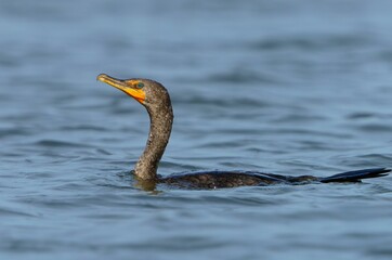 Double Crested Cormorant Active in the Morning Light.