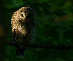 Juvenile Barred Owl in the Morning Light.
