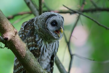 Juvenile Barred Owl in the Morning Light.