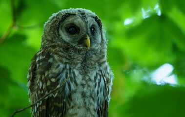 Juvenile Barred Owl in the Morning Light.