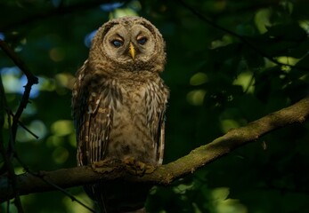 Juvenile Barred Owl in the Morning Light.