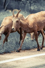 Mountain goats along a road