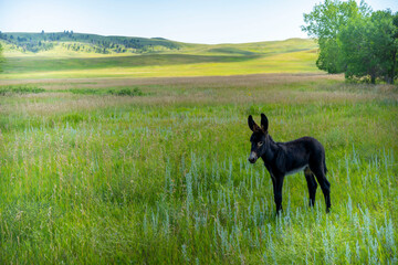 Small baby donkey on a grassy field