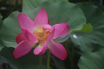 Close-up of a vibrant pink Nut-bearing lotus (Nelumbo nucifera) flower against green foliage