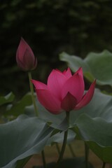 Close-up of a vibrant pink Nut-bearing lotus (Nelumbo nucifera) flower against green foliage