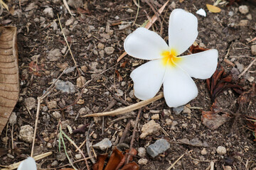 Plumeria flower and leaf on the ground in the garden.