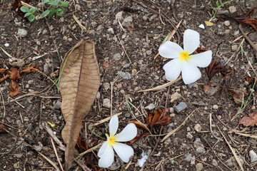 Plumeria flower and leaf on the ground in the garden.