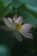 Close-up of a vibrant pink Nut-bearing lotus (Nelumbo nucifera) flower against green foliage
