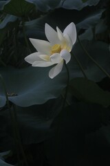 Closeup shot of a delicate lotus flower with green leaves in the background.