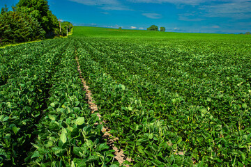Fototapeta na wymiar Soybean crop in North Dakota produces a product that is used for poultry and livestock feed as well as biofuel industry and food products..