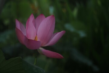 Obraz premium Closeup shot of a delicate pink lotus flower with green leaves in the background.