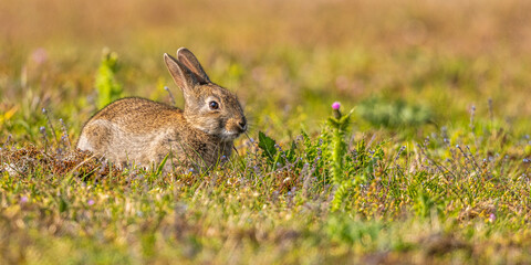 Lapin de garenne ou Lapin commun (Oryctolagus cuniculus)