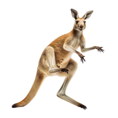 Tuinposter Kangaroo © Panaphat