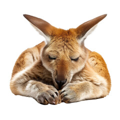 Fototapeta premium Kangaroo