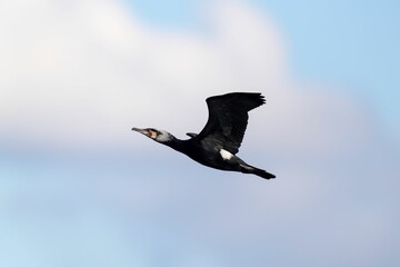 Majestic Great cormorant bird soaring in the vast blue sky