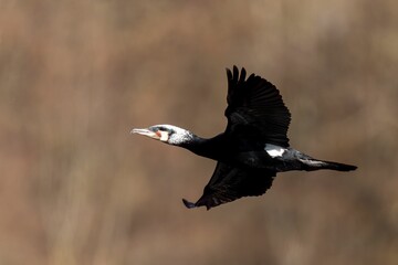 Fototapeta premium Majestic Great cormorant bird soaring in the vast blue sky