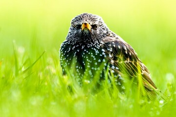 Common starling perched on a grassy area, scanning the horizon for its next meal