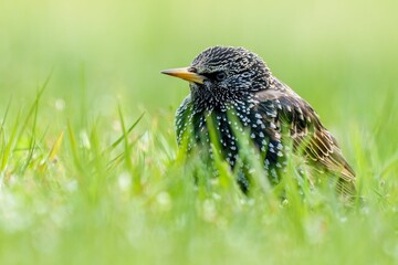 Common starling perched on a grassy area, scanning the horizon for its next meal