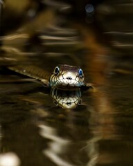 Snake swims gracefully through a tranquil body of still water