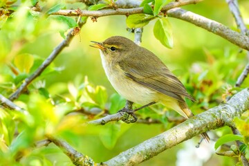 Small Common chiffchaff bird perched atop a thin twig in a lush green tree