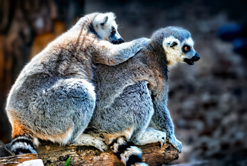 ring lemur © Terry