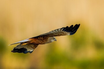 Majestic Western marsh harrier bird soaring among a backdrop of lush evergreen trees