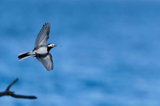 Intriguing view of a white wagtail catching a small bug mid-air