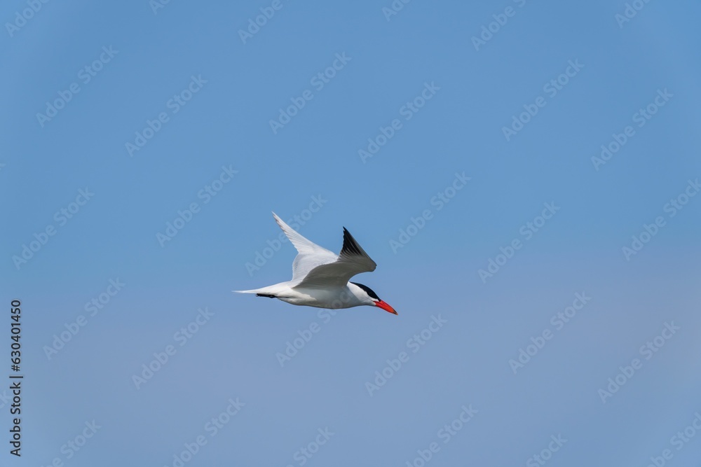 Poster caspian tern flying in an open environment