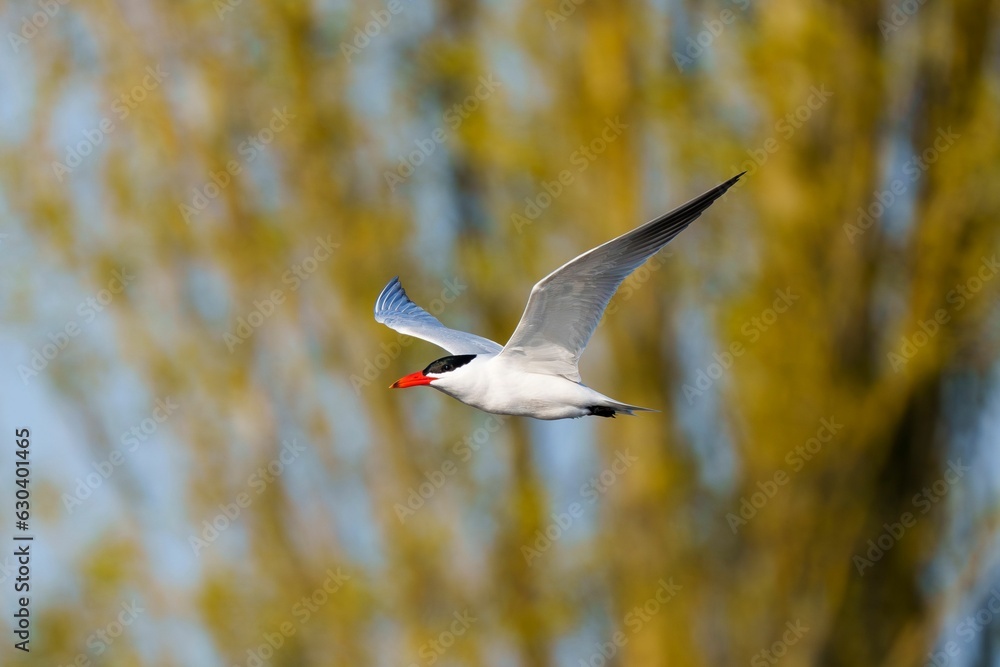 Poster caspian tern flying in an open environment