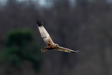 Majestic Western marsh harrier bird soaring among a backdrop of lush evergreen trees