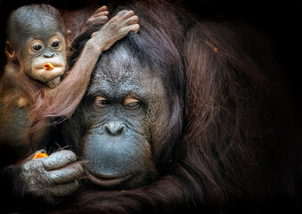 Orangutan and child