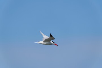 Caspian tern flying in an open environment