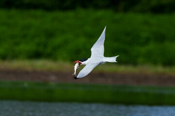 Caspian tern is pictured in flight in a natural environment,in a green background