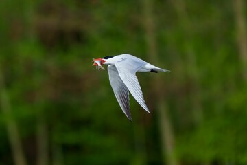 Caspian tern is pictured in flight in a natural environment,in a green background