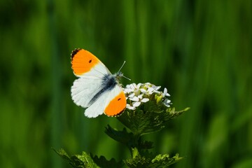 Vibrant orange-spotted butterfly sits atop a pristine white flower in a lush, verdant meadow