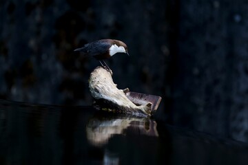 Beautiful bird is perched atop a tree branch, surrounded by a tranquil body of water