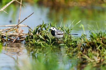 White wagtail bird perched on the grass at the edge of a tranquil body of water