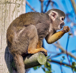 Obraz premium Squirrel Monkey on tree branch